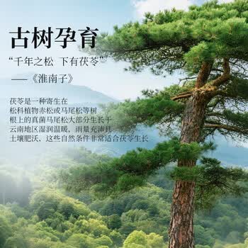 贡苑茯苓500克云南白茯苓块湿 新货茯苓丁茯苓片气黄芪党参祛当归片