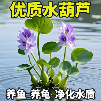 水芙蓉 水芙蓉植物品牌及商品- 京东