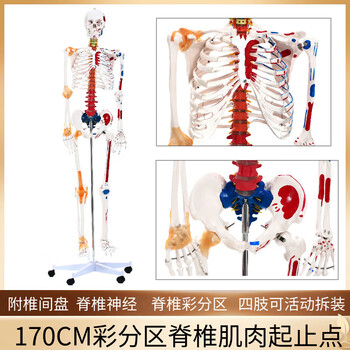 人体骨骼模型170cm品牌及商品- 京东