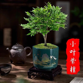 紫檀木盆栽型号规格- 京东
