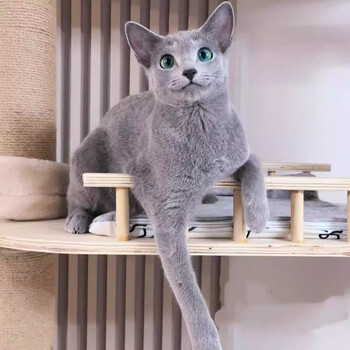 蓝猫幼猫型号规格- 京东