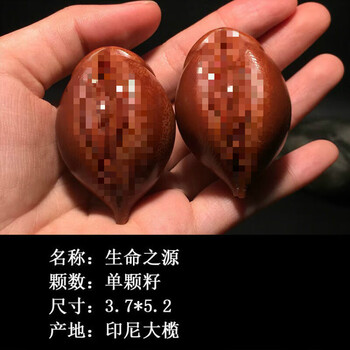 橄榄核生命之源手串价格及图片表- 京东