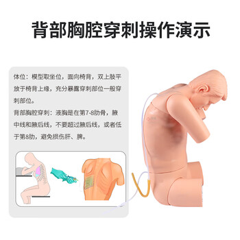 勤良胸腔(背部)穿刺训练模拟人模型 高级综合穿刺训练模拟人急救护理训练模拟人带语音提示系统 QL/CK812 勤良胸腔(背部)穿刺训练模拟人模型 高级综合穿刺训练模拟人急救护理训练模拟人带语音提示系统 QL/CK812