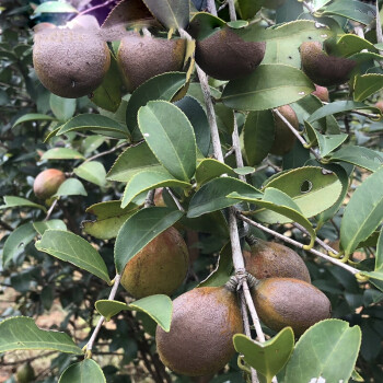 樹苗嫁接大果高產嫁接茶籽樹苗南方種植茶油苗 長林油茶容器苗15-30cm