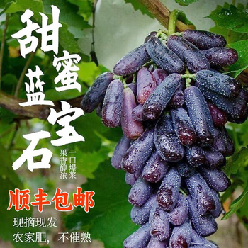 黑加仑蓝宝石葡萄品牌及商品- 京东