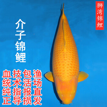 狮湾水族- 京东