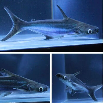 达泽侠淡水鲨鱼蓝鲨观赏鱼苗虎鲨水族宠物热带鱼大白中大型凶猛活体鱼