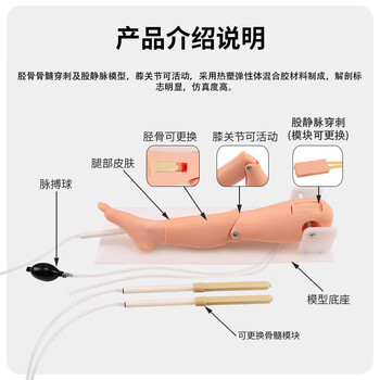 勤良胫骨穿刺训练模型 成人骨髓腔穿刺训练股静脉 穿刺输液训练模块 骨髓穿刺训练模块QL/L65A