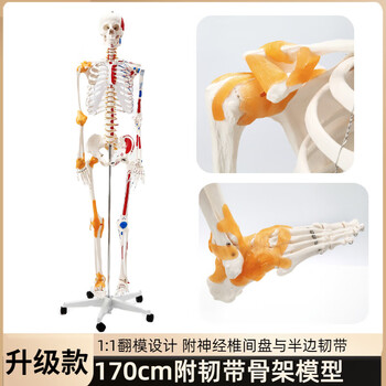 人体骨骼模型170cm品牌及商品- 京东