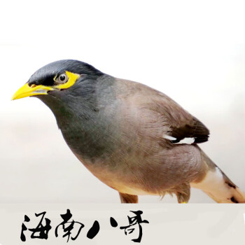 活體互動鳥成年鳥活體一公一母會說話的花八哥鳥幼鳥雛鳥小鳥鸚鵡鳥食