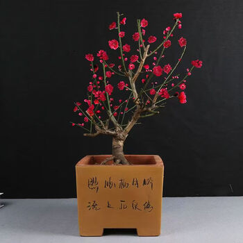 红梅盆栽价格报价行情- 京东
