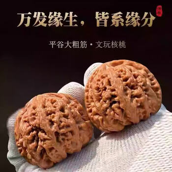 大粗筋狮子头 43尺 大粗筋狮子头 43尺 大粗筋狮子头 43尺 狮子头核桃43