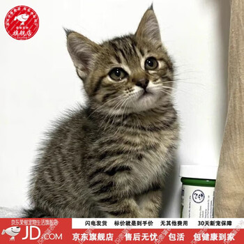 家猫领养价格图片精选- 京东