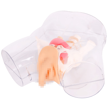 勤良透明男性导尿训练模型 导尿灌肠护理技能训练模拟人 导尿训练人体模型QL/H3D