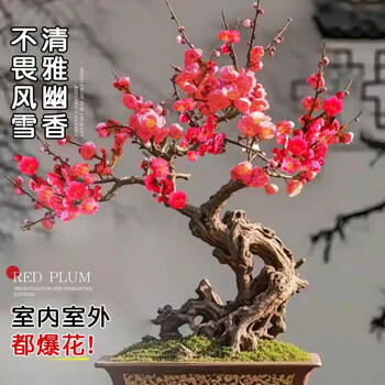红梅盆栽价格报价行情- 京东