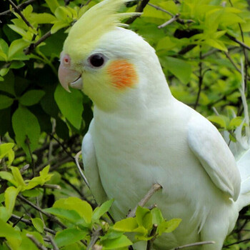 中大型鹦鹉活体虎皮鹦鹉鸟视频选幼鸟鹩八哥鸟