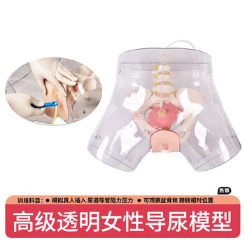 勤良透明女性导尿训练模型 导尿灌肠护理技能训练模拟人 导尿训练人体模型QL/H4D