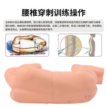 勤良成人腰椎穿刺训练模拟人腰椎穿刺引流教学训练模型假人 医学教学人体模型QL/CK811