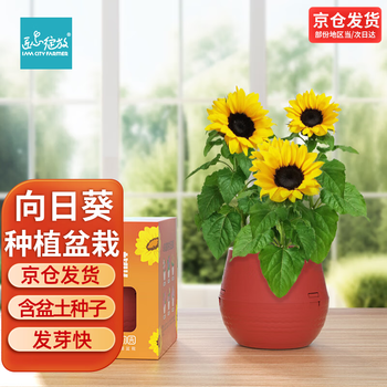 向日葵 向日葵長枝