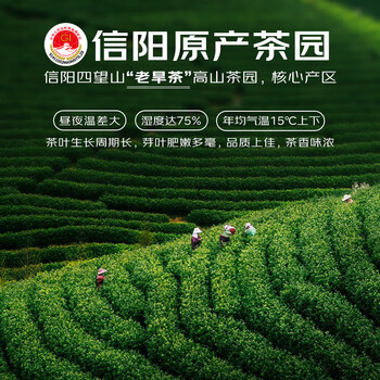 四望山茶叶绿茶信阳毛尖明前嫩芽2025新茶250g特级春茶礼袋节日伴手礼品