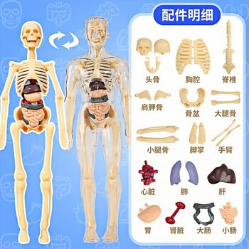 人体模型玩具图片- 京东