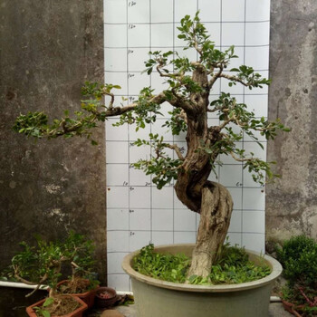 树桩香盆景黄荆老桩紫微紫檀胡秃子金弹子树桩 桔红色 不含盆