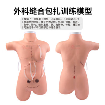 勤良高级外科缝合包扎练习模拟人模型高位低位包扎模型外科缝合包扎止血训练展示术前无菌术操作训练模型QL/LF5