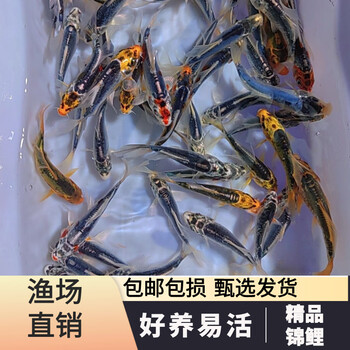 锦鲤秋翠品牌及商品- 京东
