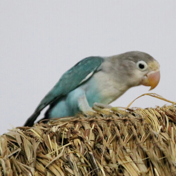 中大型鸚鵡活體虎皮鸚鵡鳥活體幼鳥鷯八哥鳥小鳥寵物鳥