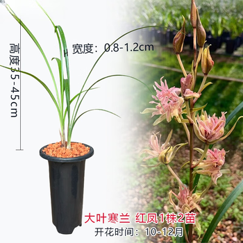 红月园艺兰花型号规格- 京东