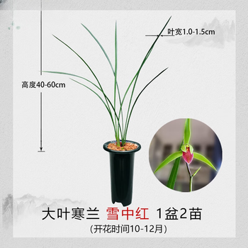 红月园艺兰花型号规格- 京东