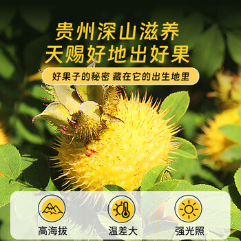 贡苑 冻干刺梨干100g 贵州原产手工脱刺含高VC大果干泡水喝果茶养生茶