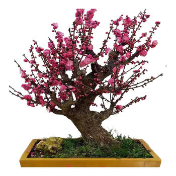 红梅桩盆景价格报价行情- 京东