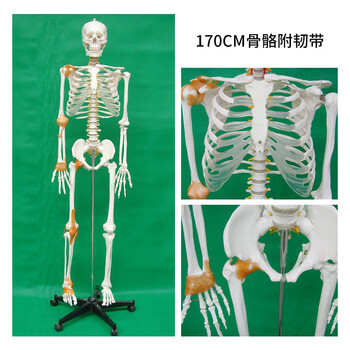 人体骨骼模型170价格及图片表- 京东