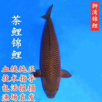 狮湾水族- 京东