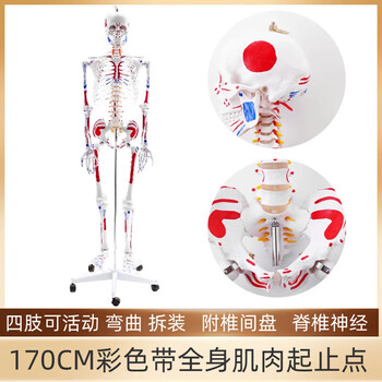 人体骨骼模型170cm品牌及商品- 京东