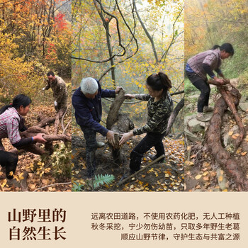 多跃30年有机野生葛根粉老柴葛500g独立包冲饮代餐粉非遗特产纯正葛粉 多跃30年有机野生葛根粉老柴葛500g独立包冲饮代餐粉非遗特产纯正葛粉