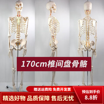 人骨模型　骨格模型　170cm 脊柱模型　70cm 国際規格認証品】等身大 人体模型 170cm 神経根有り 全身骨格模型 骨格
