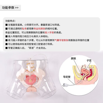勤良透明女性导尿训练模型 导尿灌肠护理技能训练模拟人 导尿训练人体模型QL/H4D