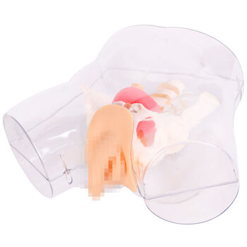 勤良透明男性导尿训练模型 导尿灌肠护理技能训练模拟人 导尿训练人体模型QL/H3D