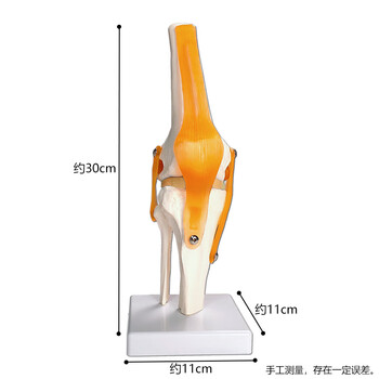 舜江 膝关节模型 膝盖骨骼 生物医学教学模型 舜江 膝关节模型 膝盖骨骼 生物医学教学模型