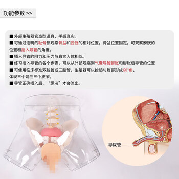 勤良透明男性导尿训练模型 导尿灌肠护理技能训练模拟人 导尿训练人体模型QL/H3D