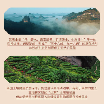 武夷山大红袍天心应家乌龙茶武夷岩茶大红袍一级255g中火盒装送礼自饮茶叶