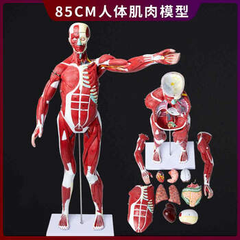 人体科学模型型号规格- 京东