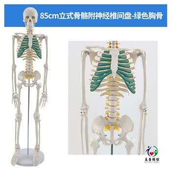 骨头模型型号规格- 京东