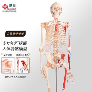 人体骨架模型- 京东