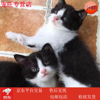 家猫领养- 京东