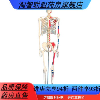 人体骨骼模型170cm品牌及商品- 京东