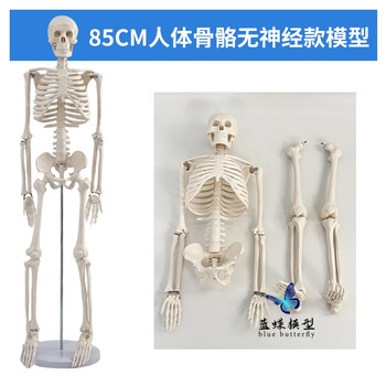 人体骨架模型85cm排行- 京东