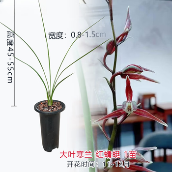 红月园艺兰花型号规格- 京东